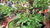 Beautiful Bonsai Trees In Garden