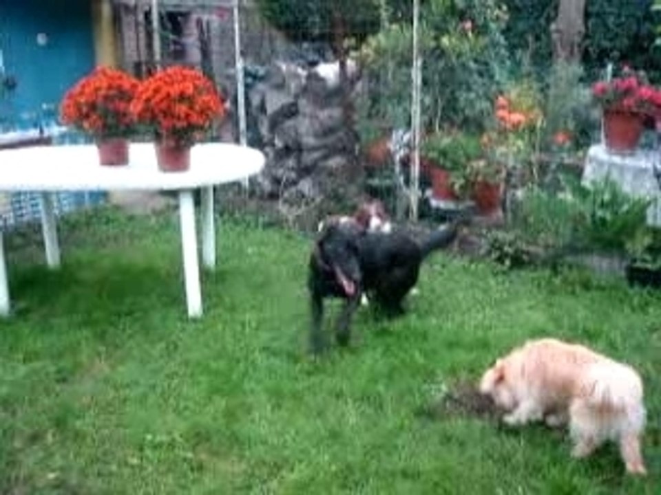 Novembre2007 004 Joey et Chanelle