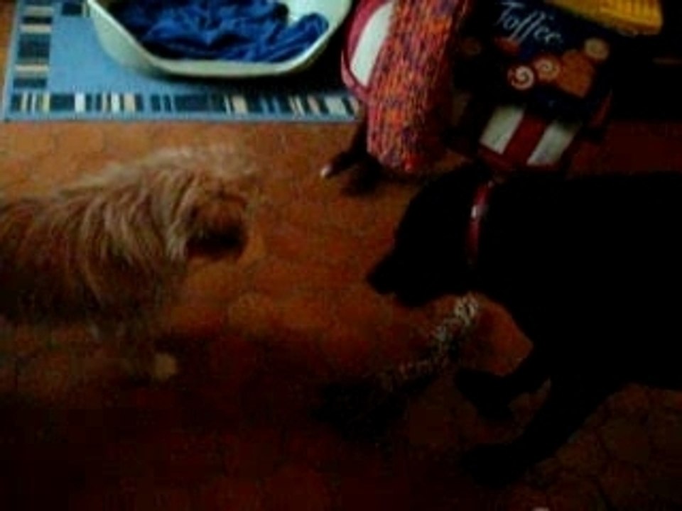 Novembre2007 014 Patou et Chanelle