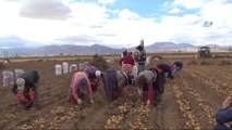 Kadın Elinde Yerli Patates' Projesinde Hasat Yapıldı