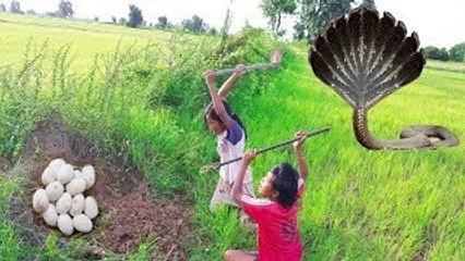 Terrifying!! Brave Little Girls Catch Four Big Snakes along Their Farm