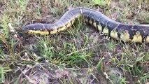 Wow! Brave Boys Catch A Big Snake By Hand While They Are Playing On Grass