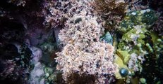 Underwater Timelapse Shows Aquatic Life Near Wellington