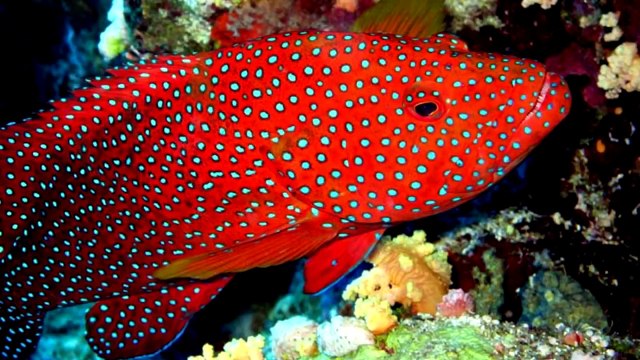 МУЛЬТИК ПРО АКУЛУ! ВЛЮБЛЕННАЯ АКУЛА! +2 сказки для детей. Новый мультик