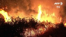 Mindestens 39 Tote bei Waldbränden in Portugal und Spanien