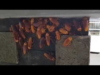 Clever Cockroaches Hide Under Pillar to Escape Rain