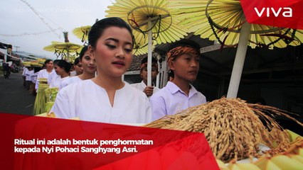 Seren Taun, Ritual Suci untuk Dewi Padi