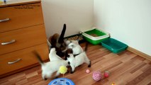Как тайские котята встречают папу кота Оскара! Тайские кошки - это чудо! Funny Cats