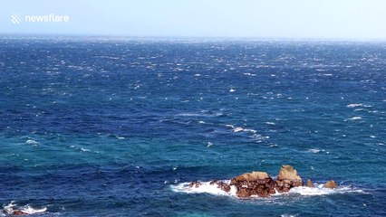Plunging gannets feast off St Ives during Storm Ophelia