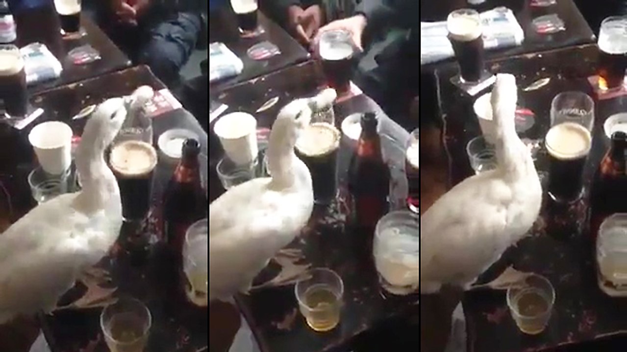 Un canard boit une bière
