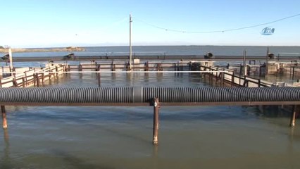 Yumurtalı Kefal Balıkları Denize Bırakıldı