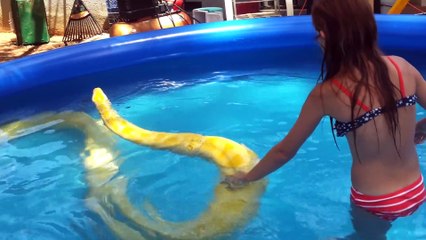 Quand ta fille se baigne dans une piscine avec un énorme python