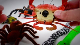 Super Creepy Toys Collection R_C Snake Centipede Spider Turtle Crab Caterpillar Beetle Stag beetle-AGZfGHxyXD8