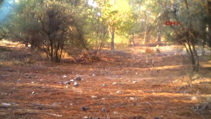 Antalya Anavatanı Türkiye Olan Alageyiklerin Sayısı 302'ye Düştü