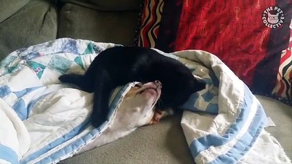 Adrenaline Cats | Funny Cat Video Compilation 2017