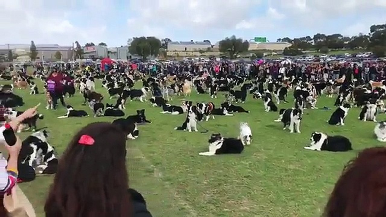 Raduno di Border Collie più grande del mondo