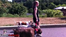 Best Trained And Disciplined Dog- Walking a Pack of Dogs