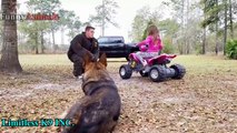 Dogs Protecting Their Owners - Dogs that are better than guns! [ Dog Training ]