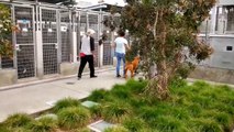 Приют для собак в Лос-Анджелесе | США| Видеоблог
