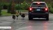 Police Issue Warning After Aggressive Group Of Wild Turkeys Chases Patrol Car