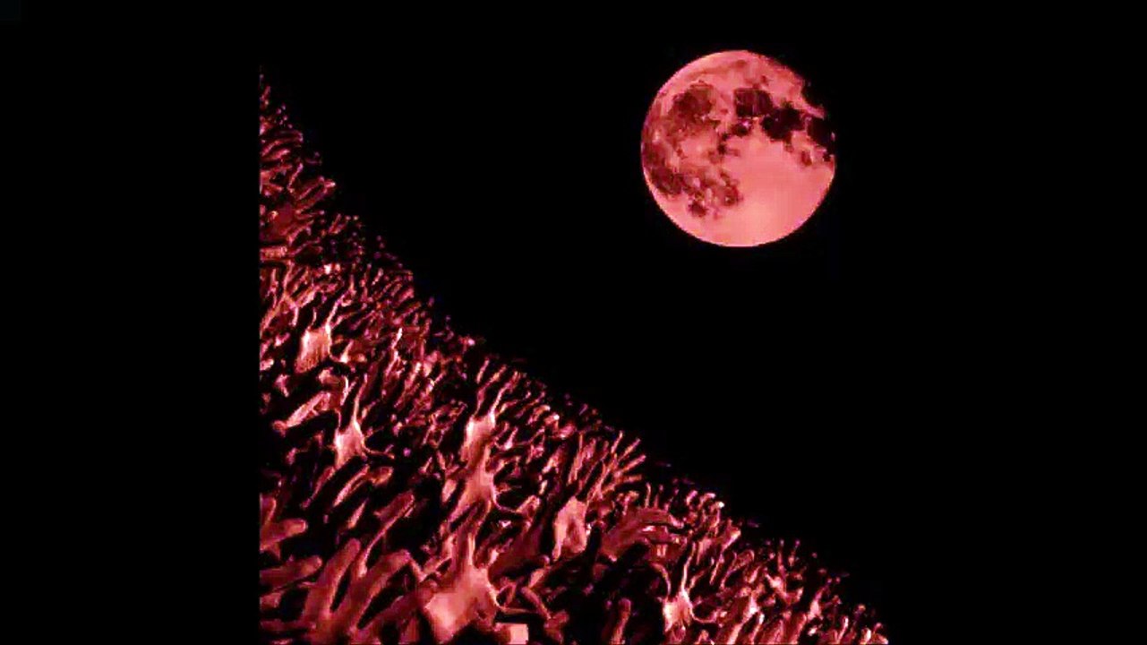 Muse - Stockholm Syndrome, Lyon Halle Tony Garnier, 11/10/2003