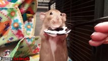 Cutest and Funniest Rat, Guinea Pig, Chinchilla Videos Compilation 2017