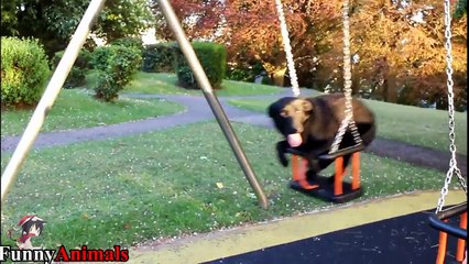 Funniest Dogs of the Week Compilation 2017 - Funny Dog Videos
