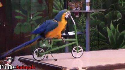 Funny & Tricks of Parrot and Bird Videos 2017