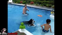 Funny And Cute Mountain Dog Videos Compilation - Funny Dogs Video