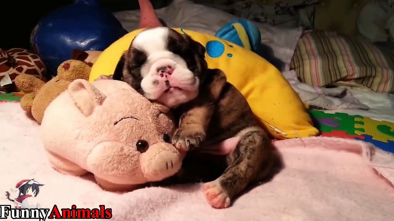So Adorable! Sleeping Puppy Too Cute, Cutest Dogs