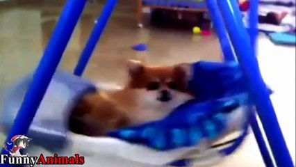 Soo Cute! Cats and dogs wants to be held like baby