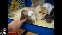 Three and Two mother cats helping each other raise baby kittens