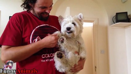 Top Funniest dwarf dog breeds - Funny Dogs Compilation 2017