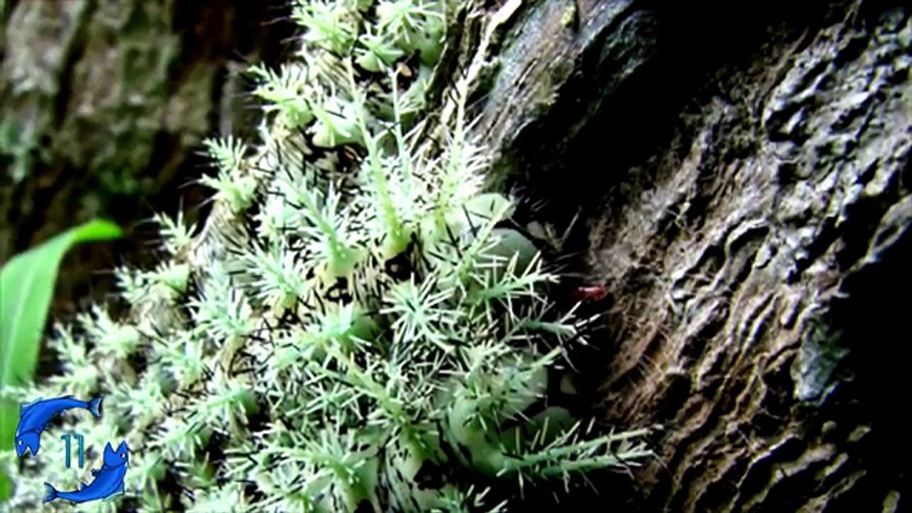 15 Most Venomous Animals on Earth