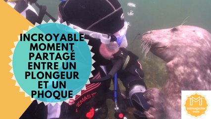 Incroyable moment partagé entre un plongeur et un phoque..