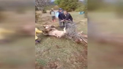 Dikenli Tellere Takılan 2 Geyikten Biri Telef Oldu