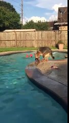 Bimba finge di essere in difficoltà in piscina, il cane si tuffa e la salva