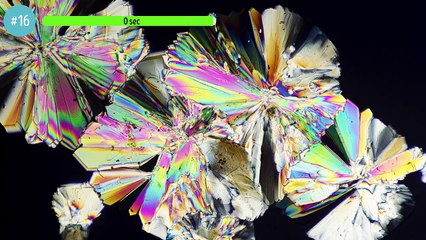 Food Under the Microscope Like You’ve Never Seen It