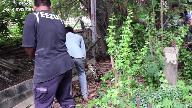 20ft long python tries to attack snake catchers after killing pet bulldog