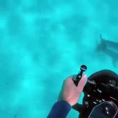 Ce requin tigre n'aime pas qu'on le filme et s'en prend au plongeur