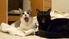 Gatos Que Quase Falam