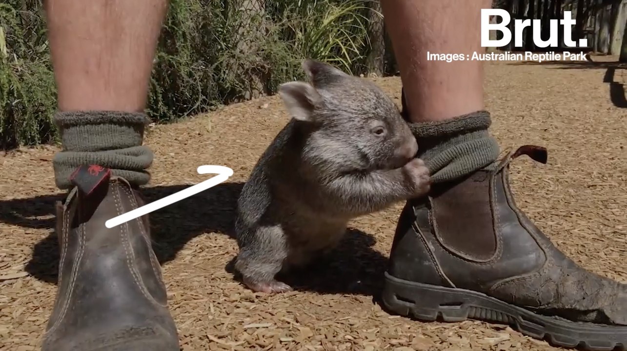 Le wombat, l'un des animaux les plus populaires d'Australie