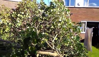 #Hurricane Felia  blown over tree  damage.