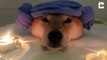 Dog tired relaxation – Dog enjoys relaxing bubble bath