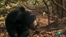 Tres jóvenes osos, Lucha por la supervivencia