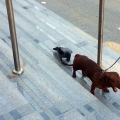 Ce corbeau a décidé de pourrir la vie de ce chien