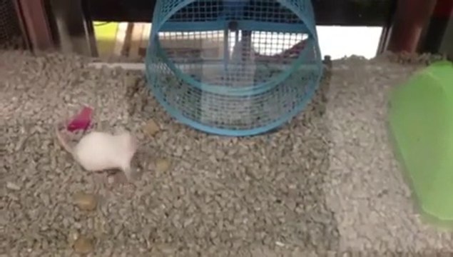 Cette souris n'a vraiment rien compris...