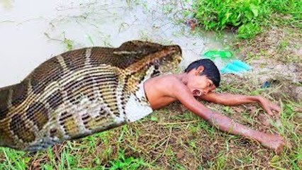 Amazing Clever Boy Trap Big Snakes Using Fan Guard With Water Pipe