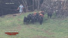 Ferra da Ganadaria Álvaro Amarante 2013