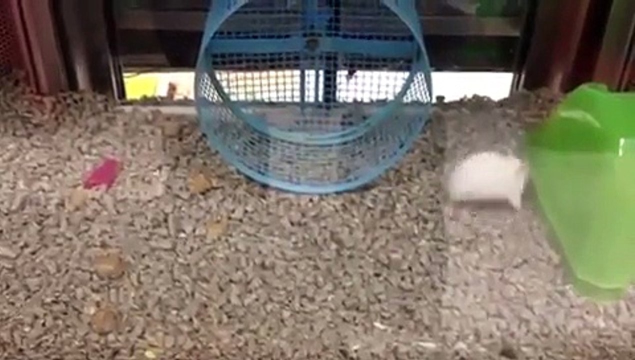 Une souris a sa propre façon de faire la roue dans sa cage !